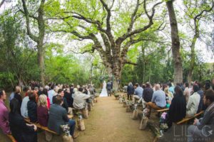 Spring in the Forest