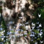 Cranes hanging in forest
